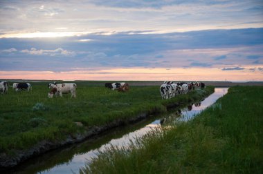 Vaddenzee sınırındaki Frizya çamur düzlüklerinde bir hendek boyunca gezinen bir sığır sürüsünün açık hava çekimi. Sahne dramatik bir gün batımıyla destekleniyor..