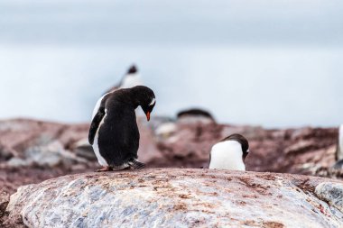Antarktika Yarımadası 'ndaki Cuverville Adası' nda Gentoo Penguen-Pygoscelis papağanının yakın çekimi.