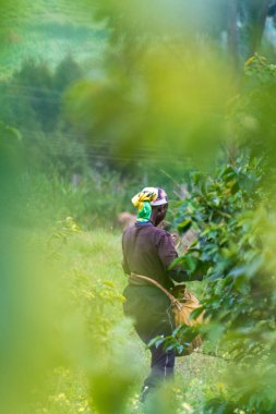 Bahati, Kenya - 25 Temmuz 2025. Kenyalı bir kadının yerel bir çiftlikte çay yaprağı topladığını gösteren açık hava sahnesi..