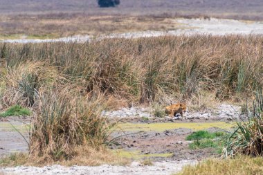 Küçük bir aslan yavrusu olan Panthera Leo 'nun telefonu Tanzanya' daki Ngorogoro Krateri 'ndeki bir çalılığın arkasından çıkıyor.