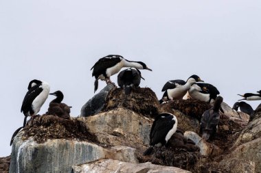 Antarktika Shag - Leucocarbo bransfieldensis 'in yakın çekimi. Antarktika Yarımadası' ndaki balık adaları yakınlarında yavrularına bakan yetişkinlerin yuvası.