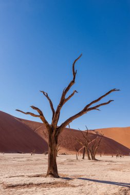 Landscape shot of the iconic dead trees of the Namibian deadvlei area.