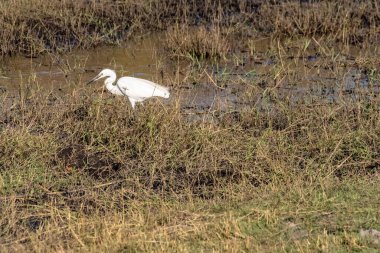 Botsvana 'daki Chobe Ulusal Parkı' nda küçük bir Egretta Garzetta 'nın telefonu..