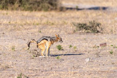 Botsvana 'da Chobe Ulusal Parkı' nda sabah erken saatlerde gezinen yan çizgili bir çakal -Canis Adustus..