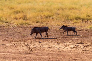 Samburu ulusal rezervinde sık otların arasında yürüyen, Phacochoerus africanus Africanus adlı ortak bir domuzun telefonu.