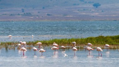 Büyük Flamingolar - Phoenicopterus gülü - Tanzanya 'daki Ngorogoro Krateri' nde Magadi Gölü 'nde duruyor.