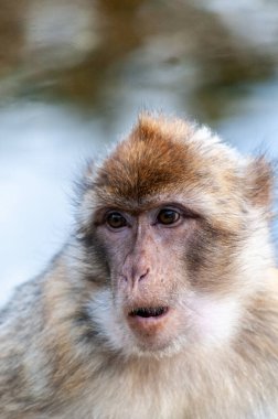 Barbar bir makağa yakın çekim - Macaca Sylvanus.