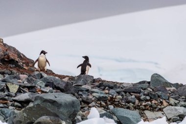 Adelie Pengueni 'nin izlenimi Pygoscelis Adelia- kolonisi, Antarktika Yarımadası' ndaki balık adaları yakınında.