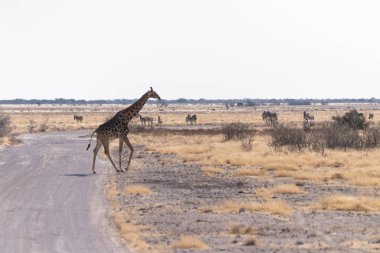 Bir Angola Zürafası - Giraffa Zürafası Angolensis Etosha Ulusal Parkı, Namibya 'da toprak bir yoldan geçiyor.