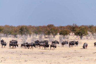 Connochaetes Taurinus adındaki mavi bir antilop sürüsünün, Etosha Ulusal Parkı, Namibya ovalarında yürüdüğünü gösteren telefoto görüntüsü..