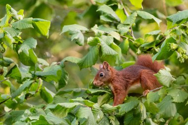 Küçük kırmızı bir sincap -Sciurus kabadayı- Doğu Flanders, Belçika 'daki ağaç yapraklarının arkasında saklanıyor..