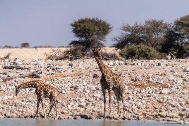 İki Angola zürafası, zürafa angoları Namibya 'daki Etosha Ulusal Parkı' ndaki bir su birikintisinden su içiyorlar..