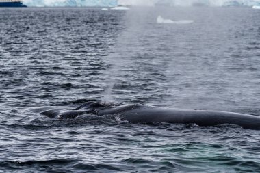 Dalış yapan bir kambur balinanın arkası Megaptera novaeanglia- sırt yüzgeci ve şişme deliği de dahil. Görüntü, Graham geçidinde, Antarktika yarımadasındaki Üçlemeci adasının yakınında çekildi..
