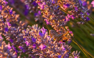 Güney Fransız Bölgesi 'ndeki lavanta tarlasında güneşli bir yaz öğleden sonrası kriketinin ayrıntıları..