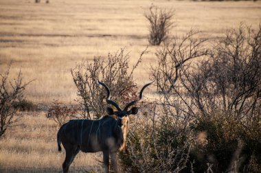 Telephoto shot of a greater kudu -Tragelaphus strepsiceros- in Etosha National Park, Namibia.