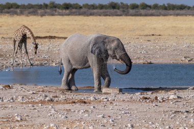 Dev bir Afrika fili Loxodonta Africana 'nın, bir Angolean zürafası, zürafa angolarının, Etosha Ulusal Parkı, Namibya' daki bir su birikintisinin yanında yürürken çekilmiş telefon görüntüsü..