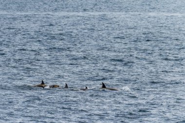 Anvers Adası yakınlarındaki Antarktika yarımadasının sularında yüzen katil balina grubu Orcinus Orca 'nın yakın çekimleri..