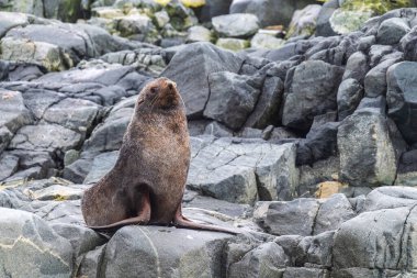 Antarktika Kürk Foku - Arctocephalus ceylanı Antarktika Yarımadası 'ndaki balık adaları yakınlarındaki bir kayanın üzerinde duruyor.