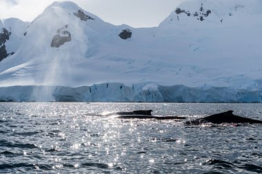 Dalış yapan bir kambur balinanın arkası Megaptera novaeanglia- sırt yüzgeci ve şişme deliği de dahil. Görüntü, Graham geçidinde, Antarktika yarımadasındaki Üçlemeci adasının yakınında çekildi..