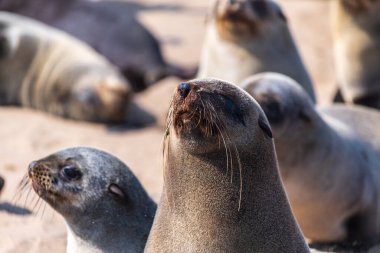 Namibya 'nın iskelet kıyılarındaki Cape Cross' taki fok kolonisinin detayları..