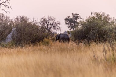 Okavango deltasındaki Loxodonta Africana 'da otlayan bir Afrika filinin telefonu.