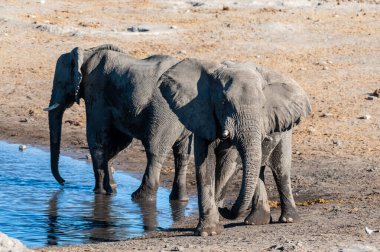 İki Afrika Fili -Loxodonta Africana- bir su birikintisinden içiyor. Etosha Ulusal Parkı, Namibya.