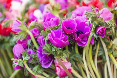 Anemon çiçek dükkanında demetleri