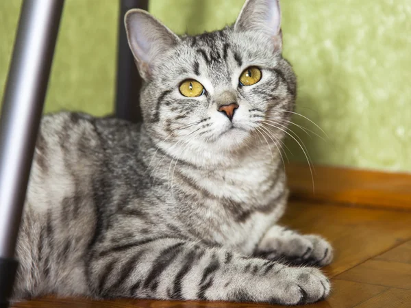 Die graue Katze sitzt auf einem Holzboden — Stockfoto