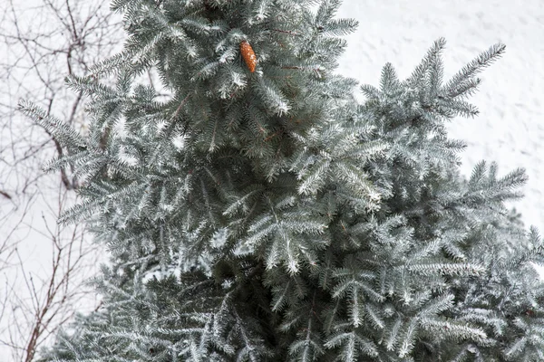 Ветви декоративной синей ели, покрытой снегом — стоковое фото