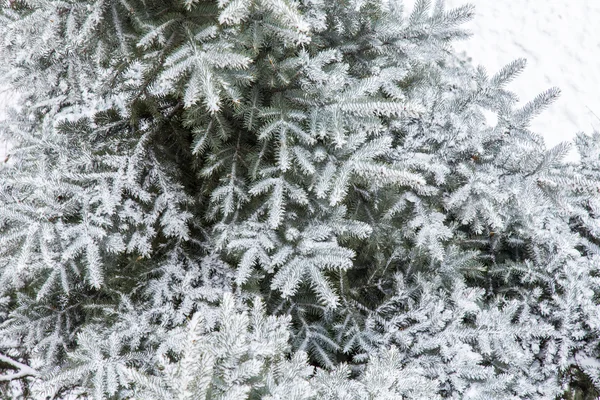 雪覆盖的装饰蓝杉木树枝 — 图库照片