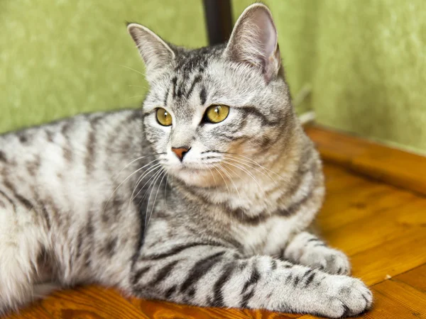 Die graue Katze sitzt auf einem Holzboden — Stockfoto