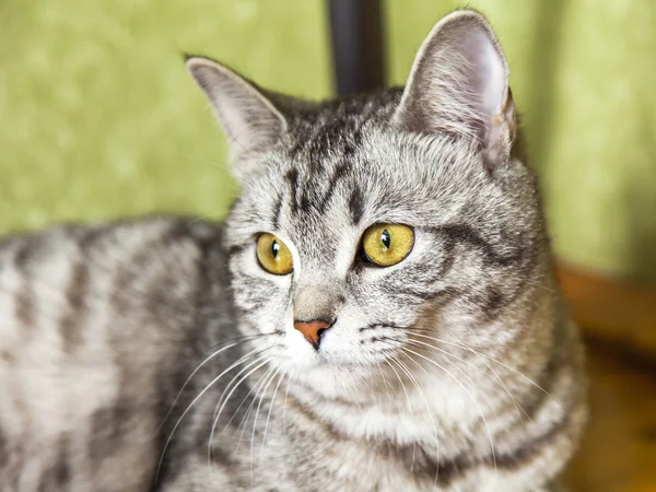 Die graue Katze sitzt auf einem Holzboden — Stockfoto