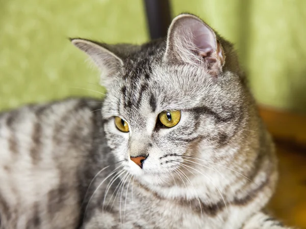 Die graue Katze sitzt auf einem Holzboden — Stockfoto