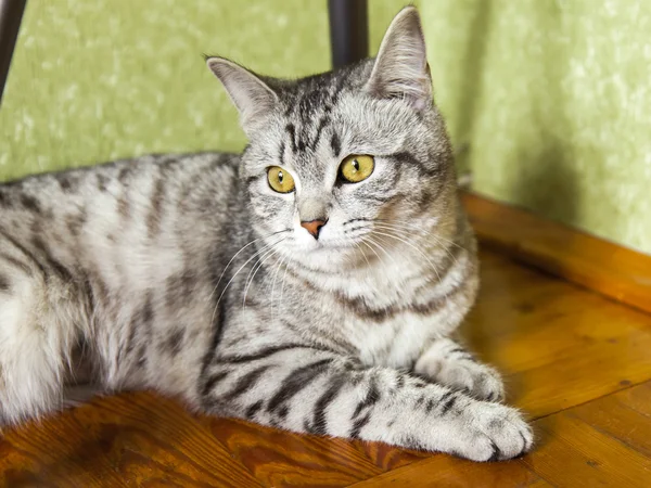 The gray cat sits on a wooden floor — Stock Photo, Image
