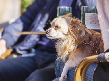 Küçük komik tüylü köpekçik mal sahibinin elinde oturuyor.