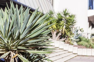 Güney kentin kentsel bir ortamda egzotik bitkiler