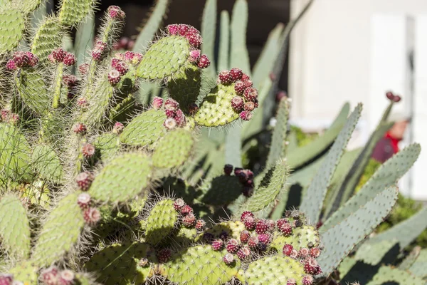 Plantas exóticas em um ambiente urbano da cidade do sul — Fotografia de Stock