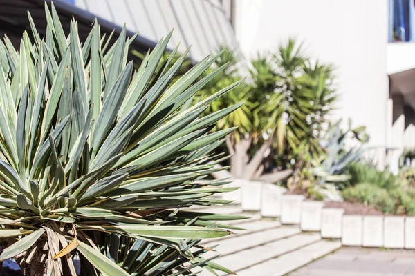 Exotic plants in an urban environment of the southern city — Stock Photo, Image