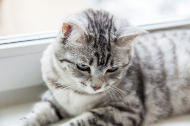 Gri kedi üzerinde bir pencere pervazına oturur