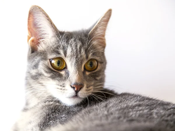 Die graue Katze liegt auf dem Fußboden — Stockfoto