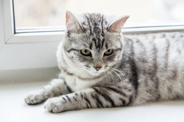 O gato cinza senta-se em uma soleira da janela — Fotografia de Stock