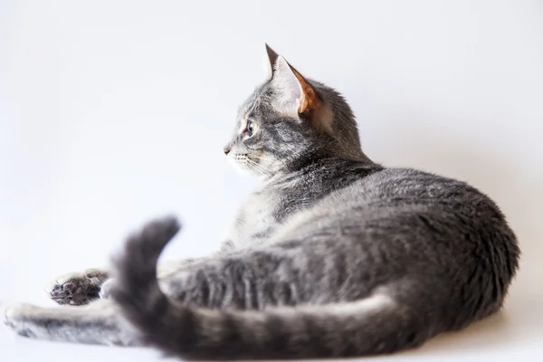De grijze kat ligt op een verdieping — Stockfoto