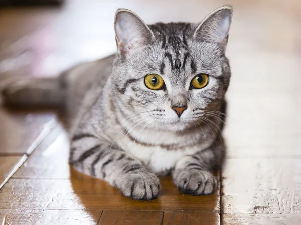 O gato cinza senta-se em um soalho — Fotografia de Stock