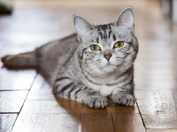 Die graue Katze sitzt auf dem Fußboden — Stockfoto