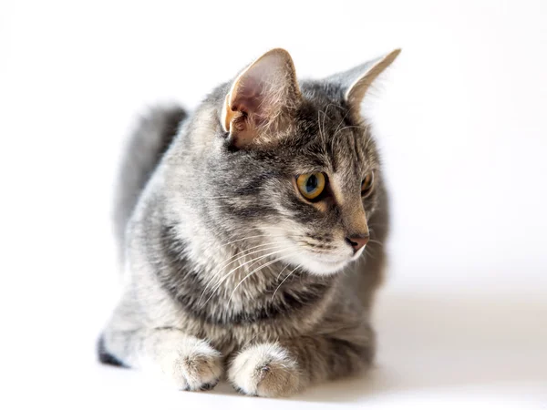 The gray cat sits on a floor — Stock Photo, Image