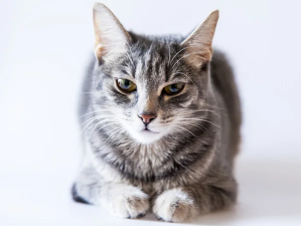 Gri kedi bir katta oturur — Stok fotoğraf