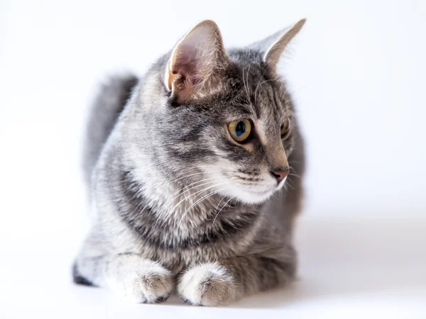 The gray cat sits on a floor — Stock Photo, Image