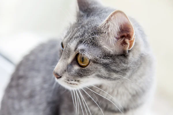 Die graue Katze schaut aus dem Fenster — Stockfoto