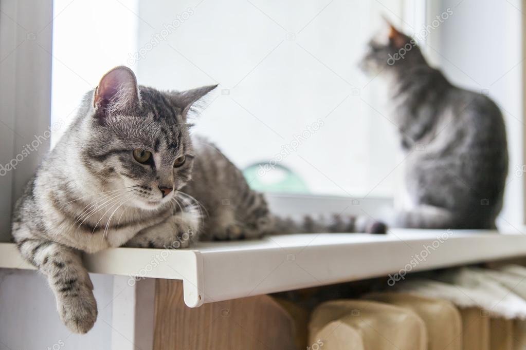 The gray cat lies on a window sill
