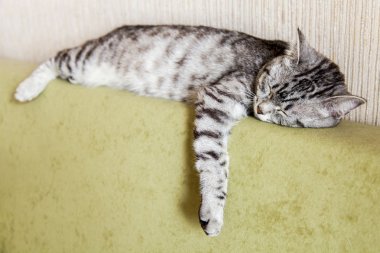 Gri kedi kanepede yatıyor